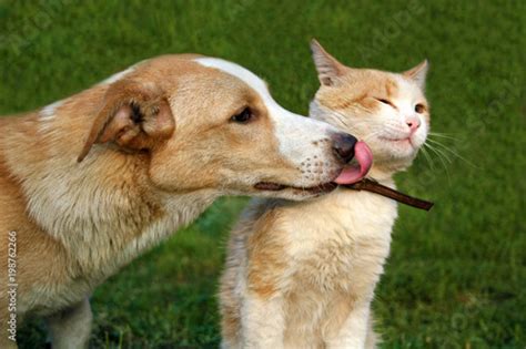 "Dog licking cat" Stock photo and royalty-free images on Fotolia.com ...