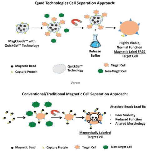 A Novel Hydrogel-Based Approach for Cell Isolation, Purification and ...