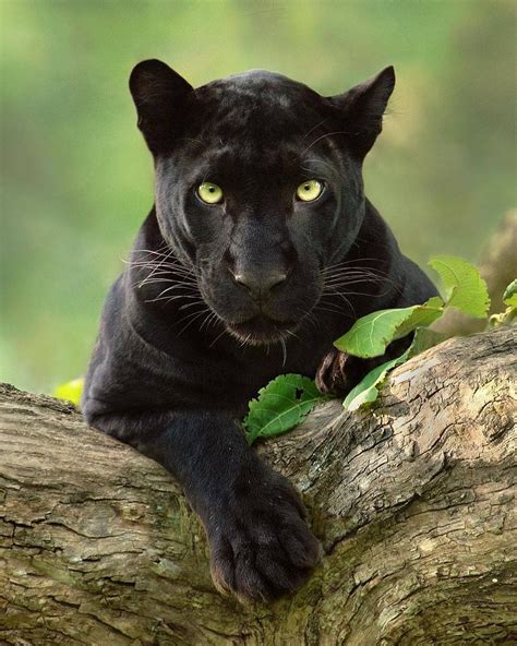 Black Panther Animal Images – Idalias Salon