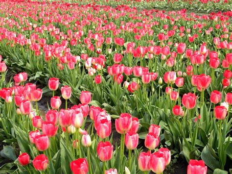 Pink Tulips Garden. wallpaper | colorful | Wallpaper Better