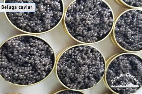 what is beluga caviar?Guide to buying best beluga caviar(2023) - PersianGesture