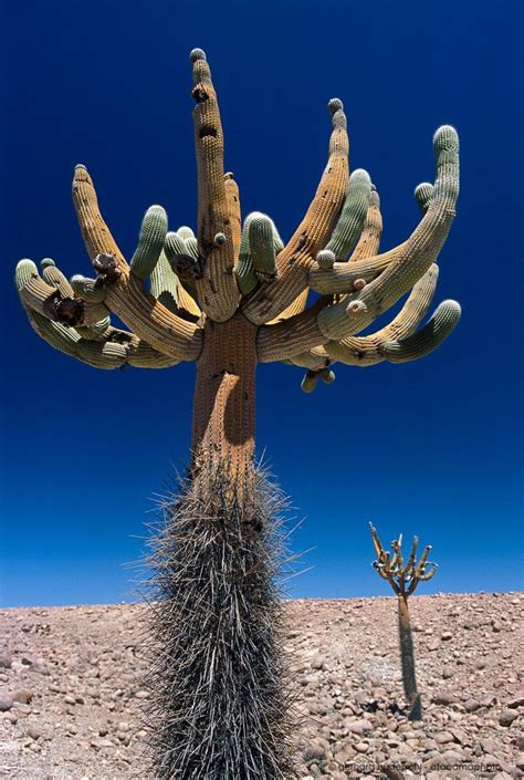 Atacama Desert Cactus photos, different species of Chilean cacti ...