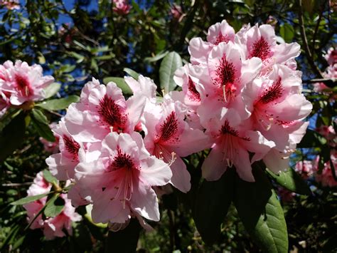 Stroll Among The Trees and Shrubs at the Crystal Springs Rhododendron Garden - For The Love Of ...