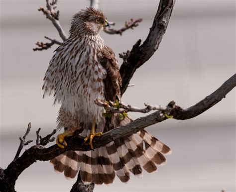 Cooper's Hawk Tail Spread - FeederWatch