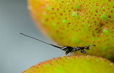 Can the fig-fig wasp pollination mutualism persist in a fragmented landscape? - The Hermon Slade ...