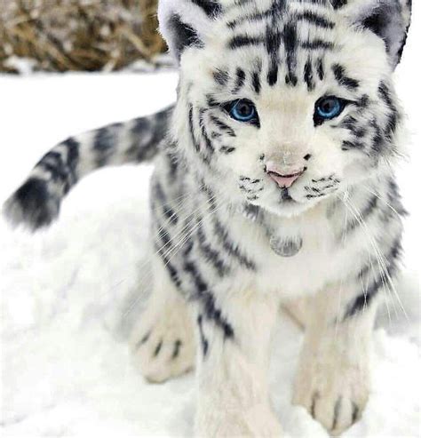 Snow Tiger With Blue Eyes | UCB