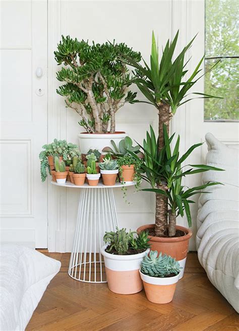 Las 5 mejores ideas para tener plantas en casa