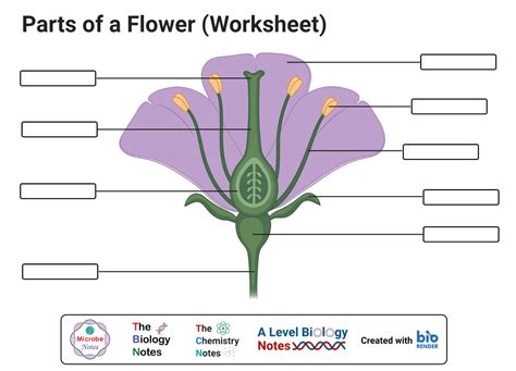 Monocot vs. Dicot Flower: Structure, 6 Differences, Examples