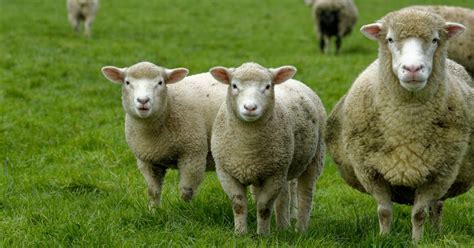 Sheep Breeds List | Discover & Learn About 50+ Unique Breeds of Sheep