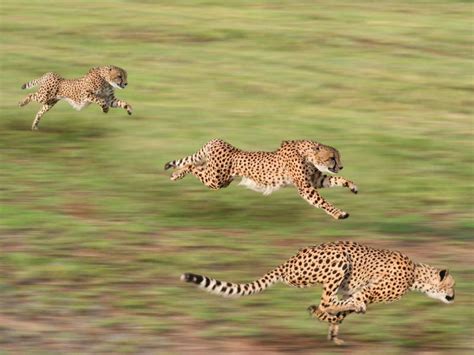 Der Gepard: Von 0 auf 100 in drei Sekunden