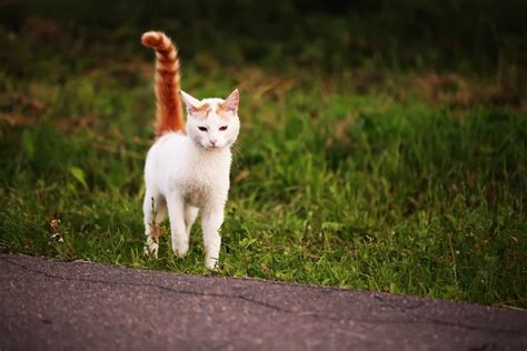 How to Identify a Stray Cat - Simpsons Premium