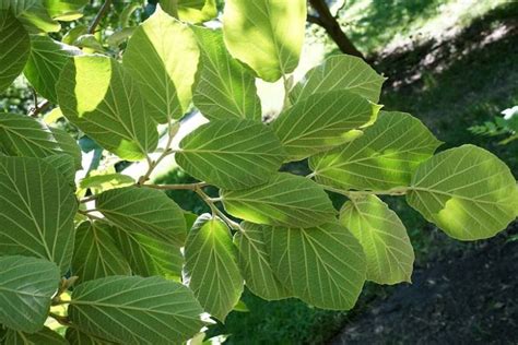 Hamamelis mollis (Chinese Witch Hazel)