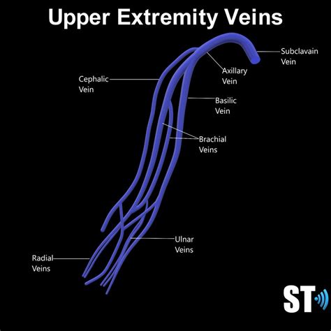 Upper Extremity Venous Doppler – Sonographic Tendencies | Diagnostic medical sonography ...