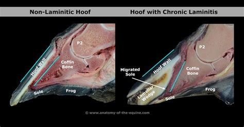 What is laminitis and does my horse have it? - Stabler and Howlett Veterinary Surgeons - Mackay Vets