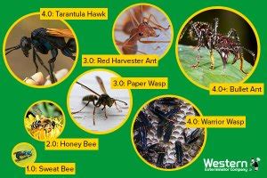 Ouch! The top 5 most painful insect stings | Western Exterminator