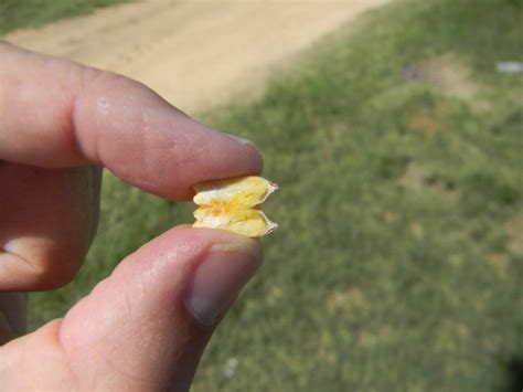 How Important is it To Irrigate Corn to Black Layer? – Georgia Corn Growers Blog