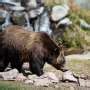 Grizzly bear conservation is as much about human relationships as it is ...