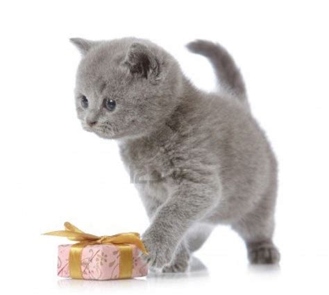 Silver Shaded British Shorthair Kitten | British shorthair, British shorthair cats, British ...