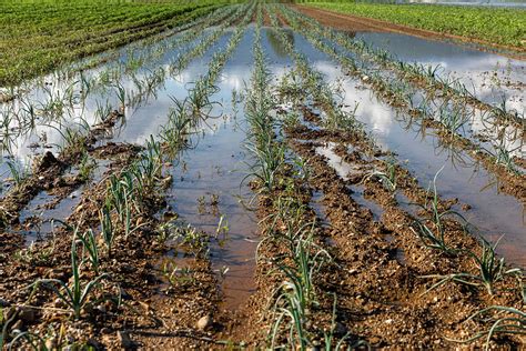 Impact on well-being: How Wisconsin's agricultural runoff became an overlooked threat to public ...