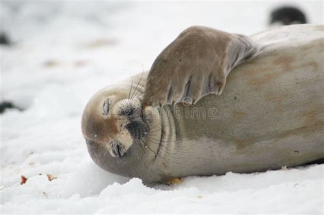 Hooded seal pup stock image. Image of wildlife, cold - 10778835