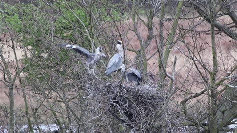 Grey Heron nest - YouTube