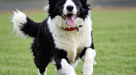 8 Critical Tips for Raising a Happy Border Collie - Petsfi