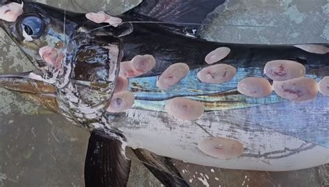 In Australia, fishermen caught a swordfish covered with strange circular wounds - photo