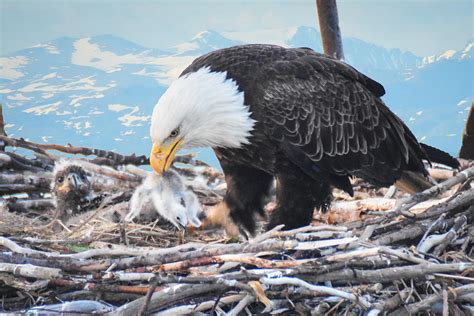 Bald Eagle feeding Chick Photograph by Ed Stokes - Pixels