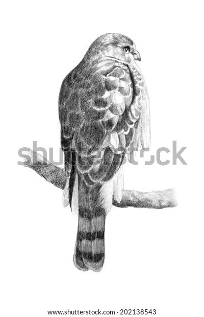 Black White Hand Drawn Sketch Hawk Stock Illustration 202138543 ...