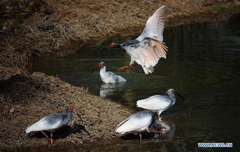 Number of crested ibis in China grows rapidly in past three decades(1/6)