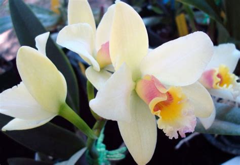 Orchid Flowers: Beautiful and Beneficial Alike | Medicinal Plants