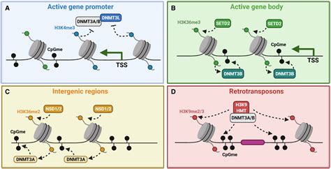 The interplay between DNA and histone methylation: molecular mechanisms ...