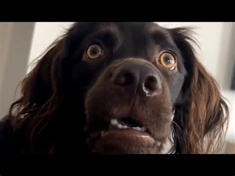 Confused Dog Meme Original Video #confused #confuseddog - YouTube