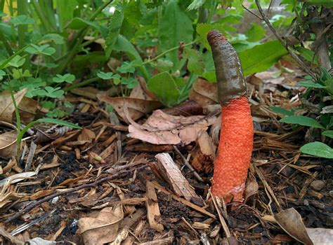 VWVortex.com - Red rocket fungus growing in my yard