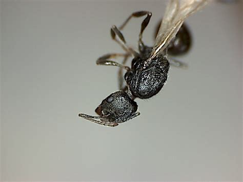 Female Alate ID Simi Valley, 1-16-2016 - Ant ID Requests - Ants ...