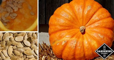 Roasting Pumpkin Seeds - Gardening Channel