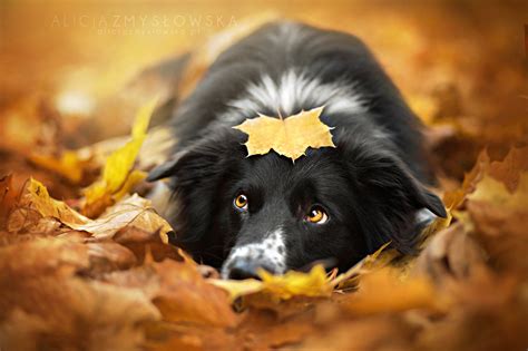 Dog Photoshoot Fall - PetsWall