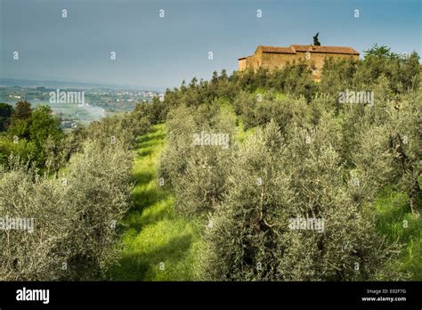 Birthplace of Leonardo da Vinci, Anchiano, Vinci, Tuscany, Italy Stock Photo: 68897348 - Alamy