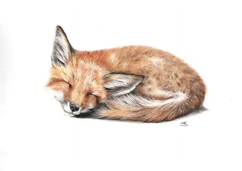 Original Fox Drawing, Fox Portrait, Original Fine Art, Colored Pencil Drawing, Woodland Portrait ...