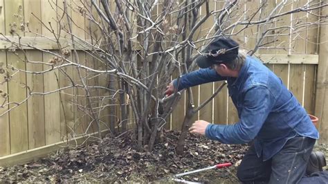 How to Prune a Lilac - Tree Pruning Calgary - Arborist Kevin Lee of KRL Tree Service - YouTube