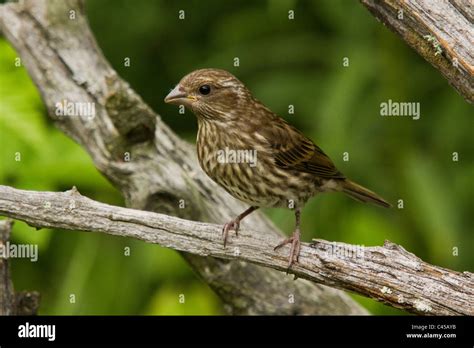 Purple Finch - Female Stock Photo - Alamy