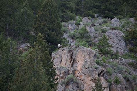 Georgetown Lake, Colorado Guide: Wildlife Spotting, Fishing, & Hiking ...