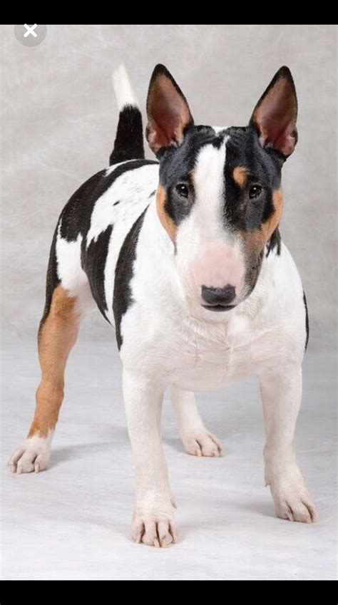 Gorgeous tri-colored bull-terrier | Bull terrier, Miniature bull ...