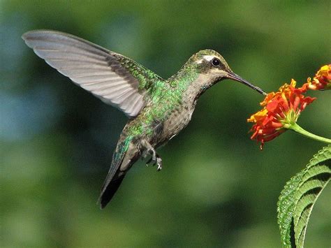 La música de la naturaleza