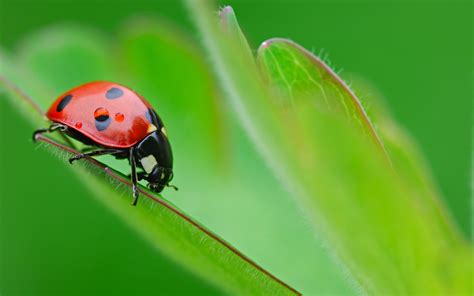 350 Ladybug HD Wallpapers | Background Images - Wallpaper Abyss