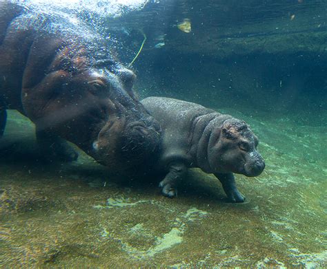 River hippo | San Diego Zoo Kids