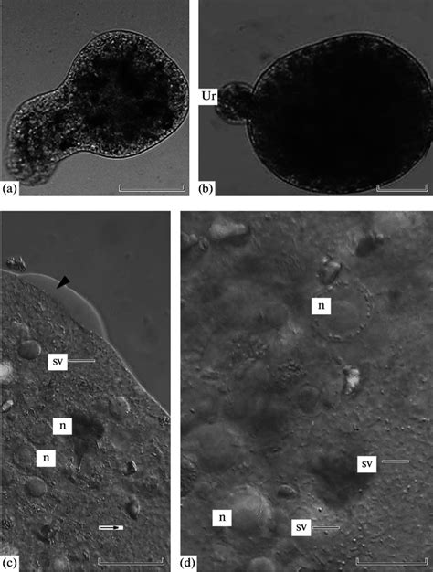 Structure of P. stagnalis, light microscopy. (a) Pelomyxa in the... | Download Scientific Diagram