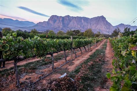 Things to Do in Stellenbosch, South Africa – A Guide to Wine Culture