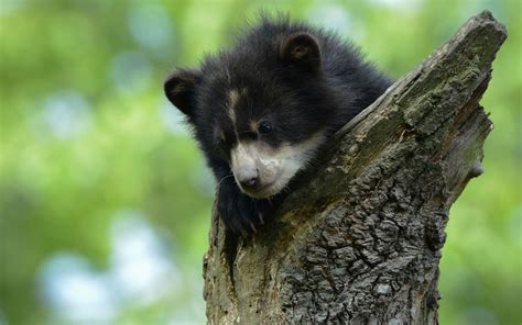 Cute Black Bear HD Wallpapers - Top Free Cute Black Bear HD Backgrounds ...