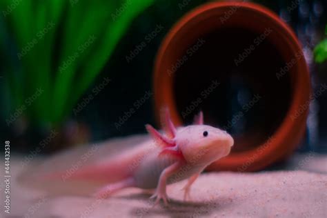 Axolotl Mexican underwater walking fish salamander in aquarium Stock ...